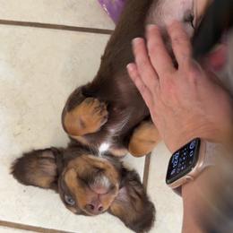 Timber AKC Full rights - Chocolate and tan male Dachshund puppy in Erie, Michigan from Champagne’s Grinch Toe’d Dachshunds