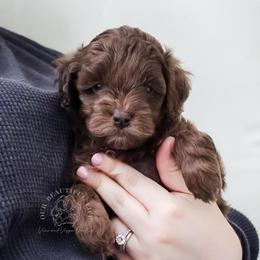 Wilfred - Merle male Cockapoo puppy in Savannah, Georgia from Vino and Vespa Doodles