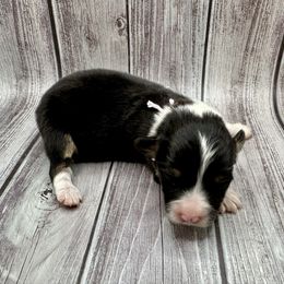 Pink collar Girl Holly - Black and tan female Pembroke Welsh Corgi puppy in Paris, Kentucky from Flat Run Corgis