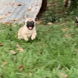 Bonsai - Fawn male Pug puppy in Prairieville, Louisiana from Freedom Meadow Farm
