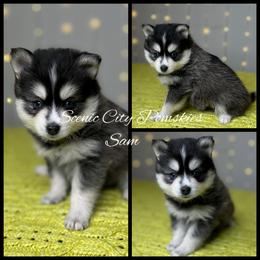 Sam the snowman - Gray and white male Pomsky puppy in Rossville, Georgia from Scenic City Pomskies