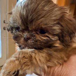 Sweet Latte - Sable female Shih Tzu puppy in Victorville, California from RUMBLE n TUMBLE