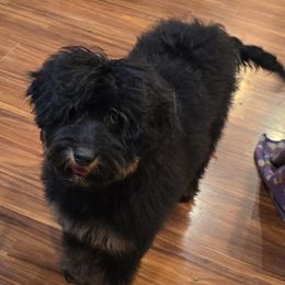 Prindy - Black female Australian Labradoodle puppy in Billings, Montana from Doodle Around