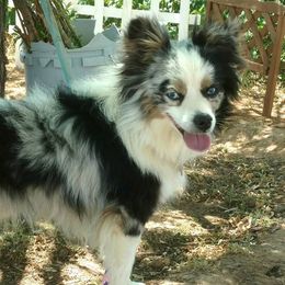 Miniature Australian Shepherds from Mills Aussies