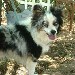 Miniature Australian Shepherds from Mills Aussies