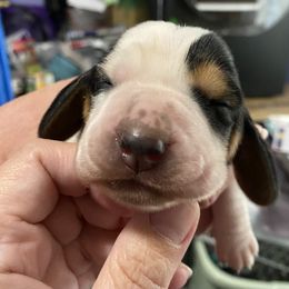 Basset Hound Puppies from 5th Day Farm