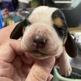 Basset Hound Puppies from 5th Day Farm