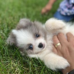 Pomeranians from Crystal Pomeranian