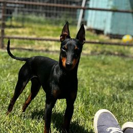 Jasper - Manchester Terrier