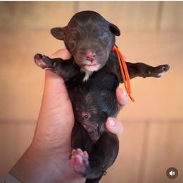 Boy 5 - Chocolate male Labradoodle puppy in Danville, Indiana from Marley’s Doodle Ranch