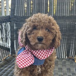 Elory - Red  female Goldendoodle puppy in Mint Hill, North Carolina from DoodleForever