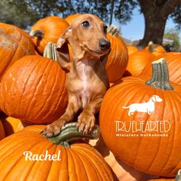Rachel - Red female Dachshund puppy in Royse City, Texas from Truehearted Miniature Dachshunds