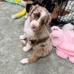 Ello - Brown merle female Aussiedoodle puppy in Heber City, Utah from Junipersdoodles