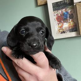 Odessa - Black female Dachshund puppy in Industry, Illinois from KDKs Kennels