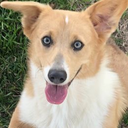 Pembroke Welsh Corgi Puppies from Miss Red's Corgi Farm