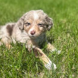 Spirit - Red merle male Aussiedoodle puppy in Columbia Falls, Montana from Firefly Aussies & Aussiedoodles
