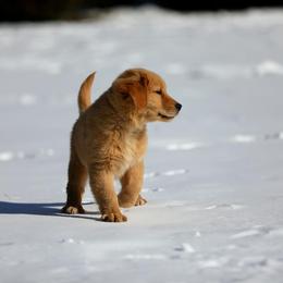 Golden Retriever Puppies from Fields of Gold Retrievers