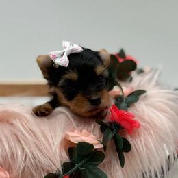 Myla - Black and tan female Yorkshire Terrier puppy in Benton, Illinois from Furry Tailz Yorkies