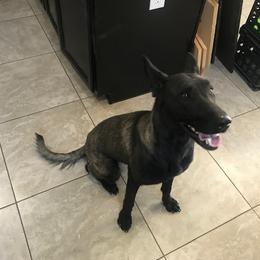 Star - Belgian Malinois