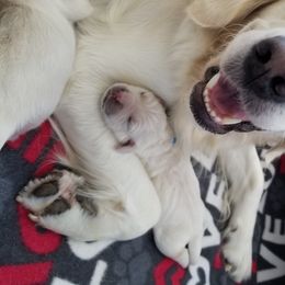Golden Retriever Puppies from BearMoose Goldens