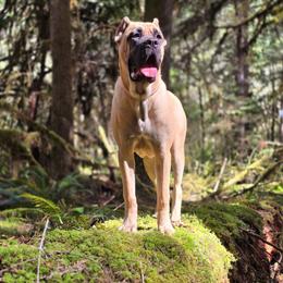 Morgan - Cane Corso
