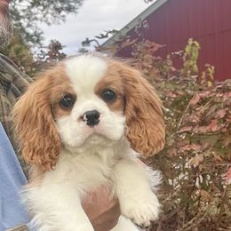 Fiyero - Blenheim male Cavalier King Charles Spaniel puppy in Almont, Michigan from Mtn to Sea