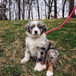 Australian Shepherds from Skinner Hill Farm