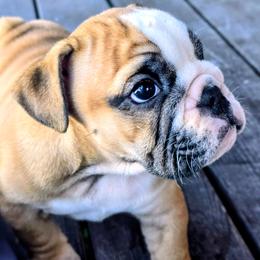 Wednesday - Fawn and white female Bulldog puppy in Laurel, Montana from Bull Mountain Bulldogs