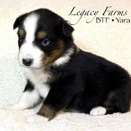 BTF Yara - Black tri-color female Australian Shepherd puppy in Shelby, Alabama from Legacy Farms