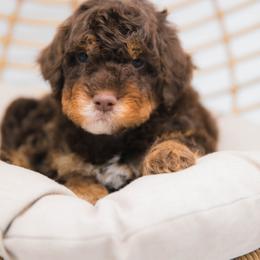 Australian Mountain Doodle Puppies from Brick House Farm Doodles