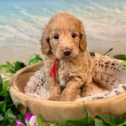 Lobster - Apricot female Goldendoodle puppy in Haltom City, Texas from Ohana Doodles