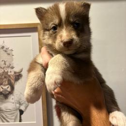 Girl 2 - Red and white female Siberian Husky puppy in Pelham, Alabama from Tails & Belles Dog Breeding