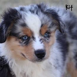 Kit - Blue merle female Miniature Australian Shepherd puppy in Garden Plain, Kansas from Krazy K Aussies