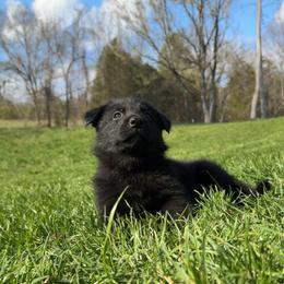 Red collar - Black female German Shepherd puppy in Cumberland Gap, Tennessee from Royal Port K-9