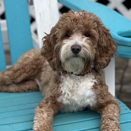 Millie - Goldendoodle