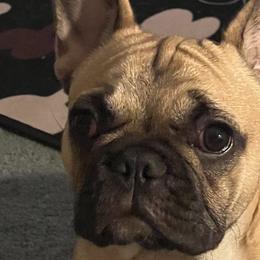 French Bulldogs from Best Freedom Frenchie