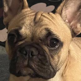French Bulldogs from Best Freedom Frenchie