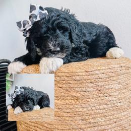 Janice - Black and white female Sheepadoodle puppy in Republic, Missouri from DOOD & Co