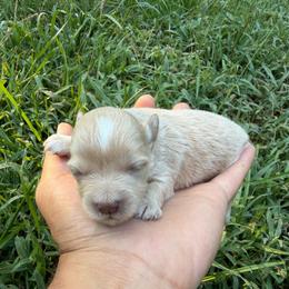 Caramello(Mello) - Wheaten male Miniature Schnauzer puppy in Clover, South Carolina from Bobo’s Babies Kennels
