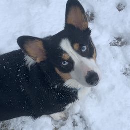 Pembroke Welsh Corgis from Central Valley kennel