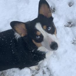 Pembroke Welsh Corgis from Central Valley kennel