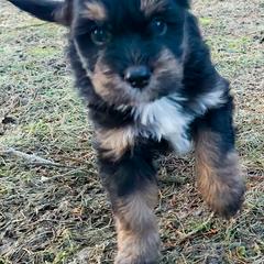 Australian Mountain Doodle, Bernedoodle, Companion Cross, and Shihpoo Puppies from Perfect Companion Puppies