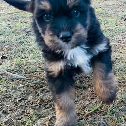 Australian Mountain Doodle, Bernedoodle, Companion Cross, and Shihpoo Puppies from Perfect Companion Puppies