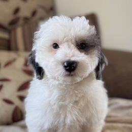 Xavier - Grey and white male Bernedoodle puppy in Forsyth, Illinois from Birdies Mini Bernedoodles