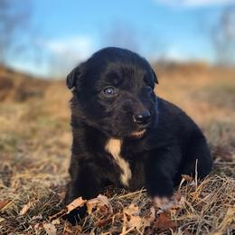 Blitzen - Black & white male Australian Shepherd puppy in Spartanburg, South Carolina from Squirrelytail Farms
