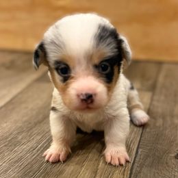 Blue merle 3 - White and black female Pembroke Welsh Corgi puppy in Glendale, Arizona from CorgiholicsAz
