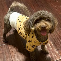 Dosh - Maltipoo