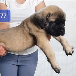AKC PUP 177 - Fawn male Mastiff puppy in Ava, Missouri from Ozark Mountain Mastiffs
