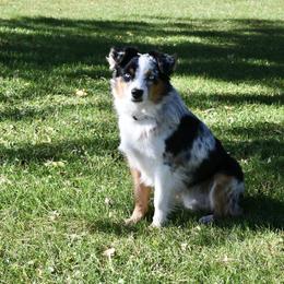 Rio - Miniature Australian Shepherd