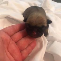 Pug Puppies from Pickwick Pugs